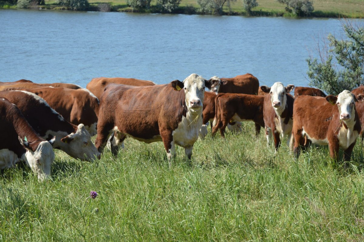 Бычок нетель