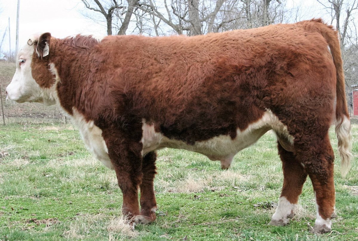 Самый большой бык Герефорд