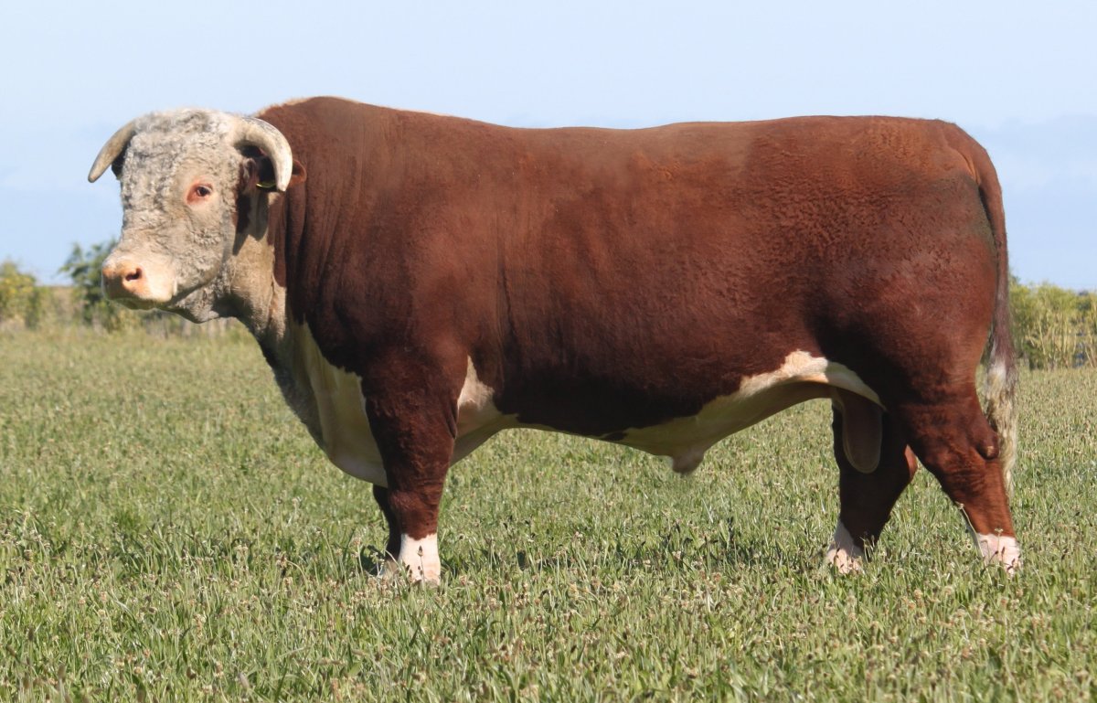 Иберийская порода Быков