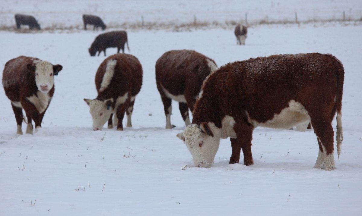 Коровы зимой Герефорды