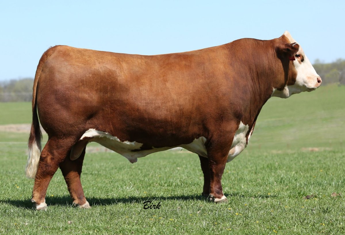 Породы Быков с плоским лбом