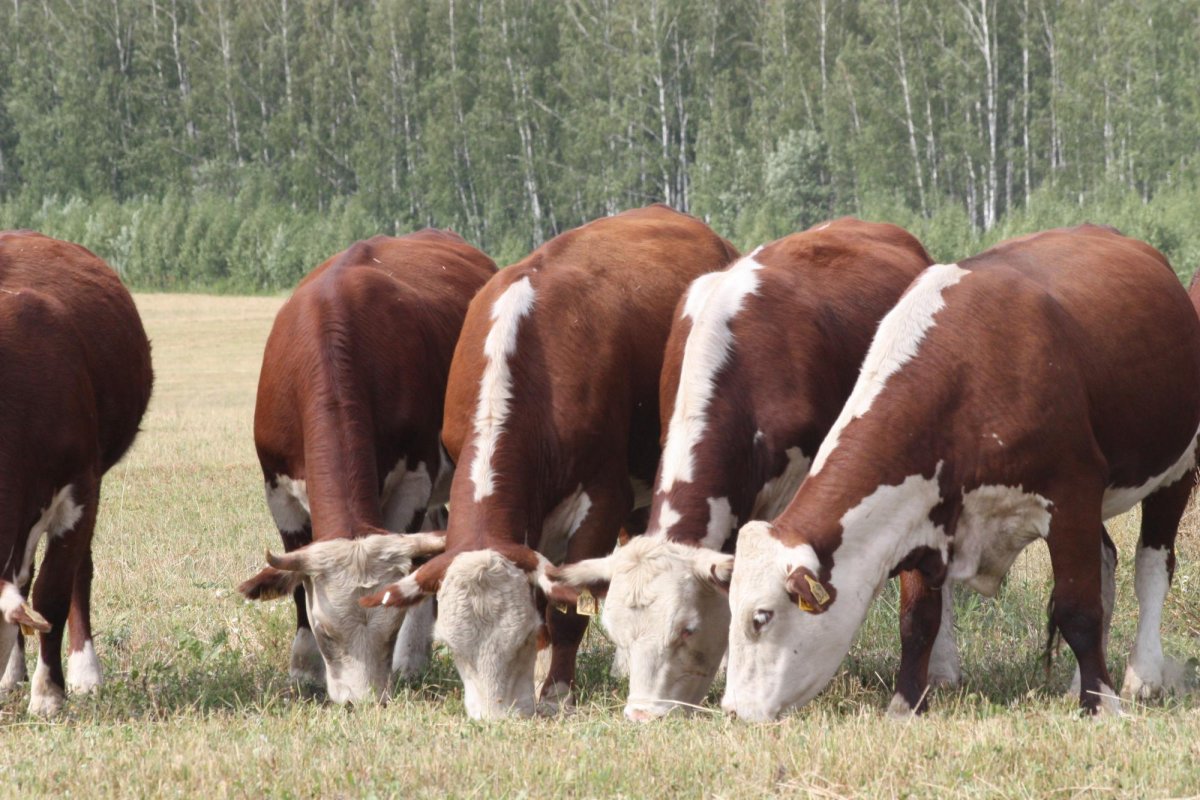 Герефорд бык чистый