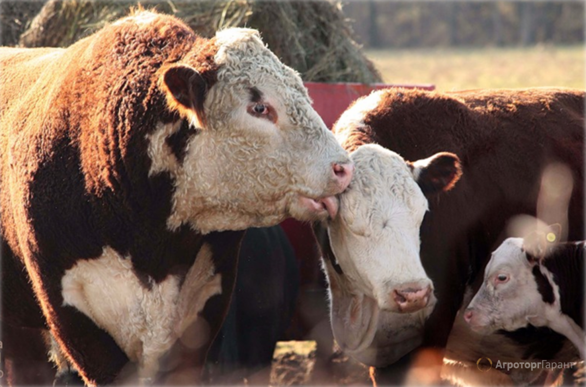 Ферма Герефорд