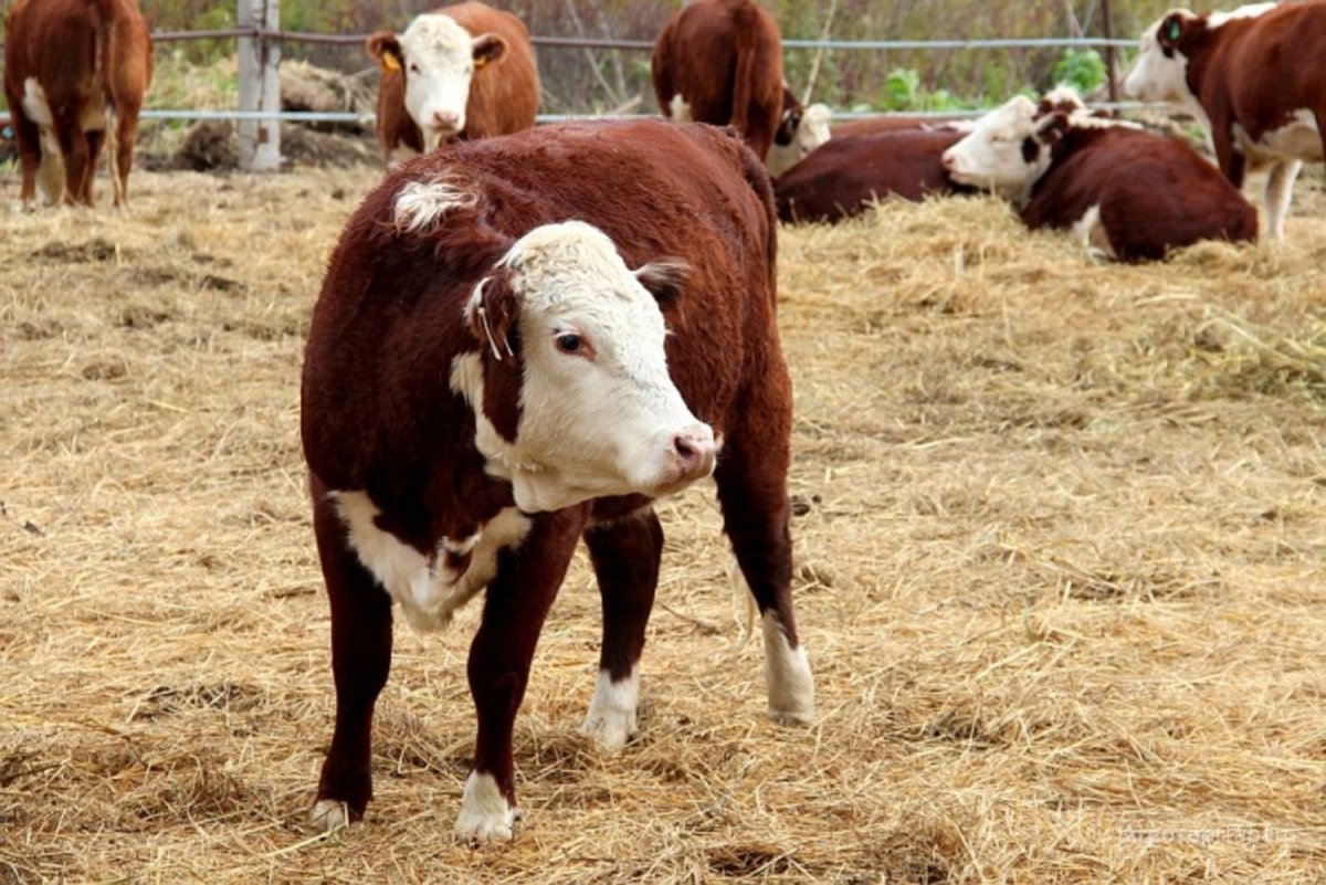 Бык казахской белоголовой породы