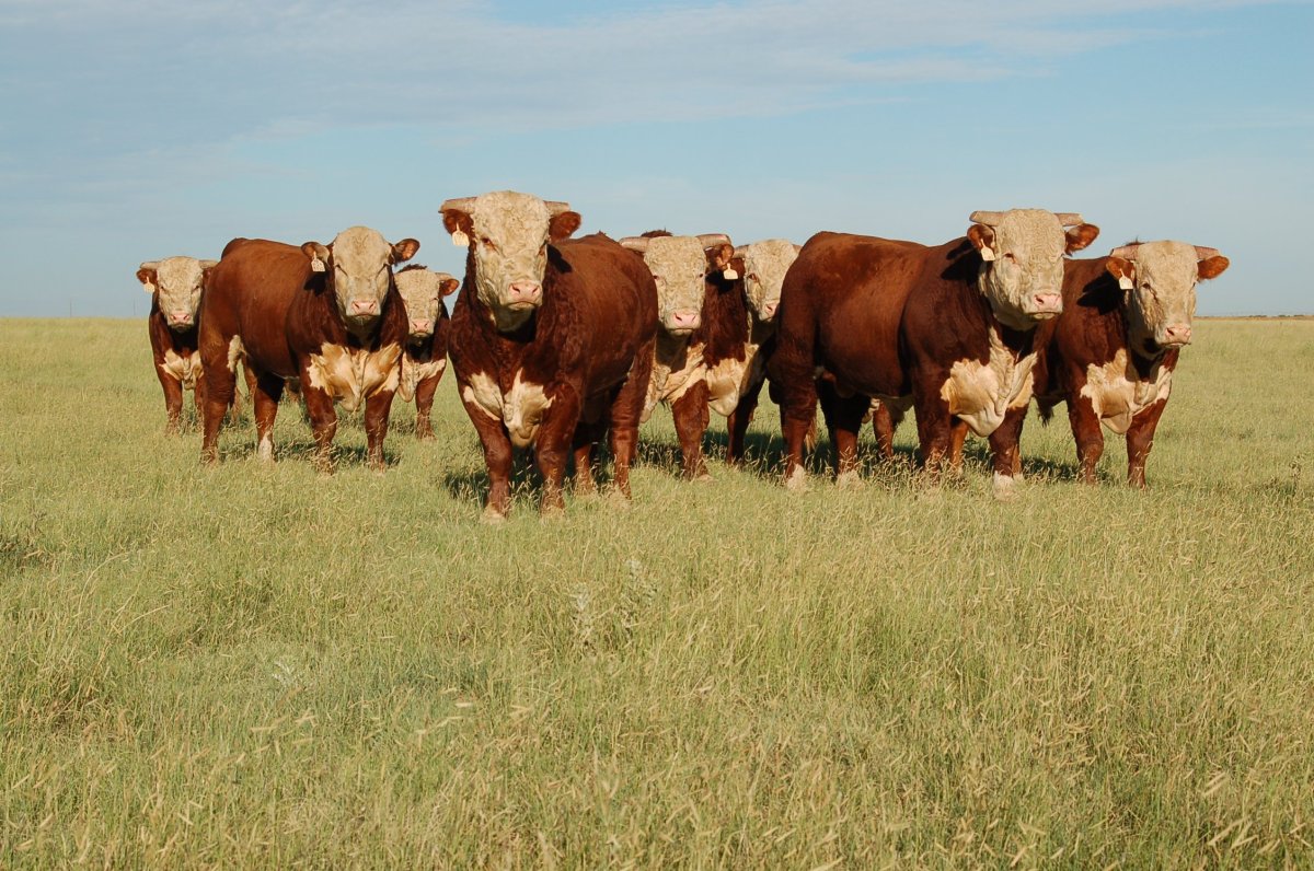 Порода Герефорд бычки
