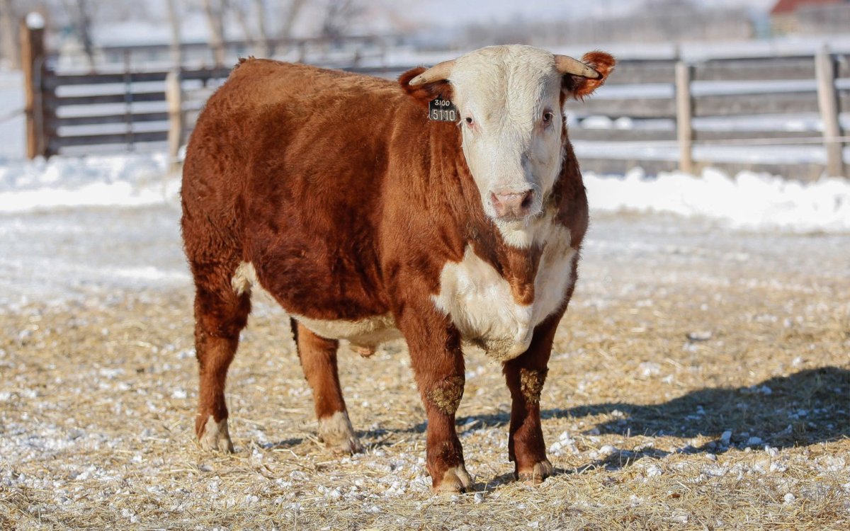 Порода Бычков Герефорд