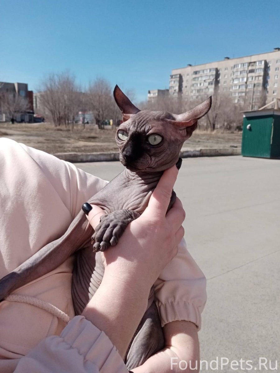 Донской сфинкс злой