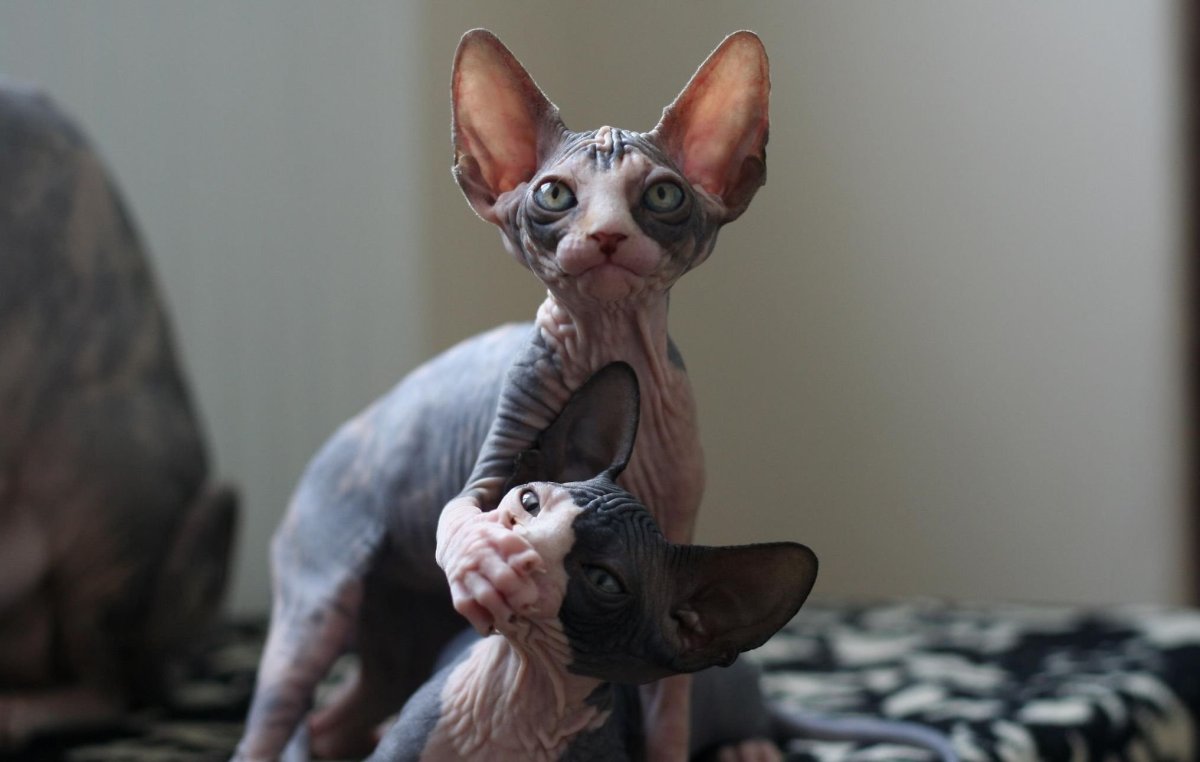 Пушистый канадский сфинкс