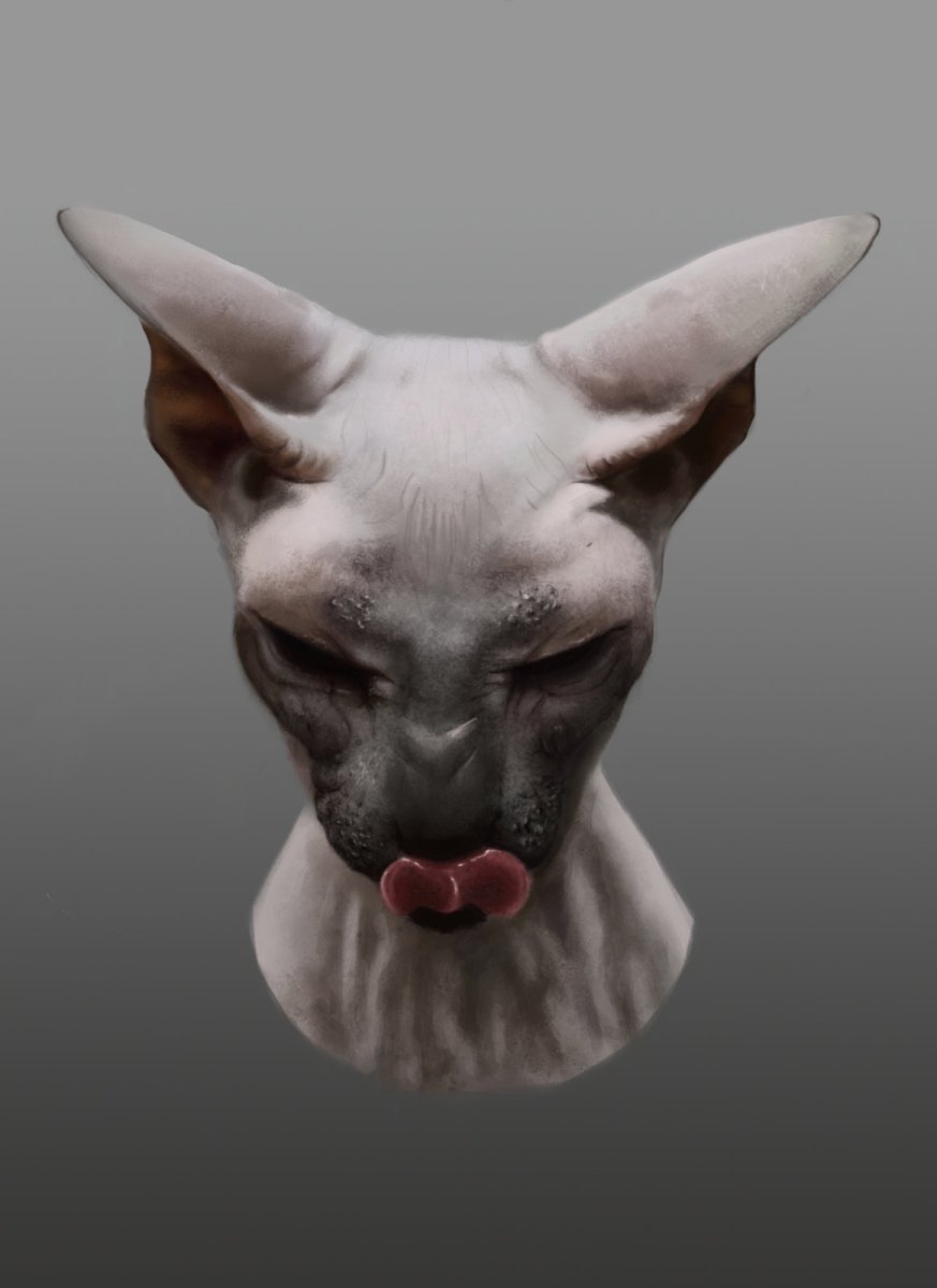 Сфинкс кошка фубля