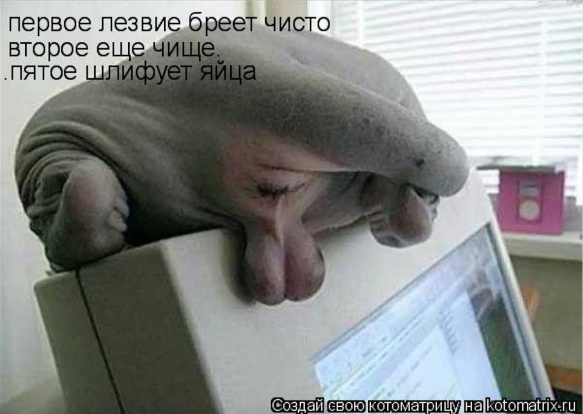 Сфинкс приколы