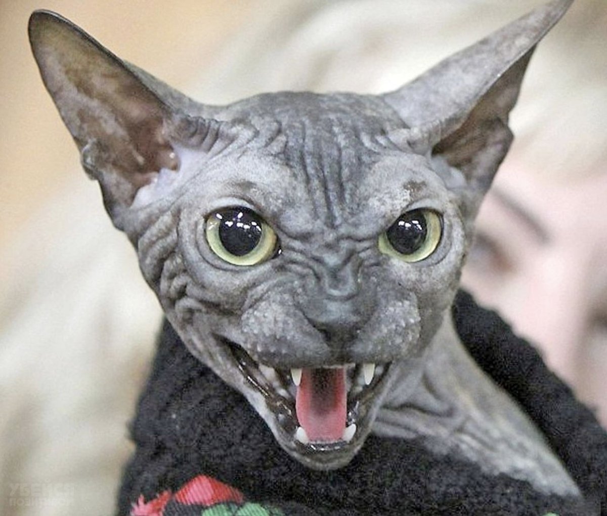 Лысая кошка смешная