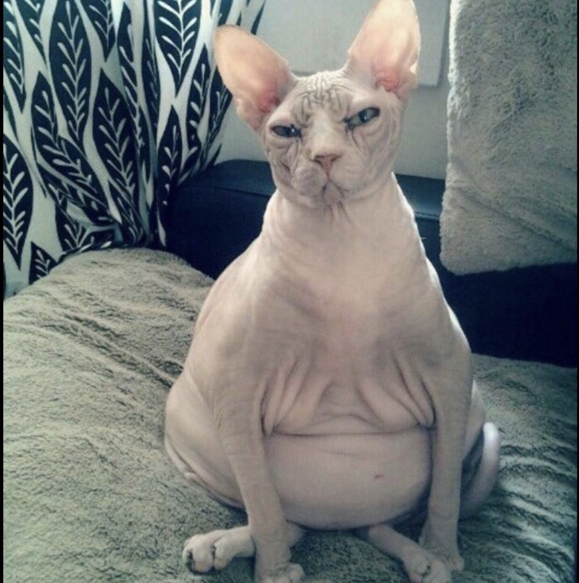 Кошка с человеческим лицом