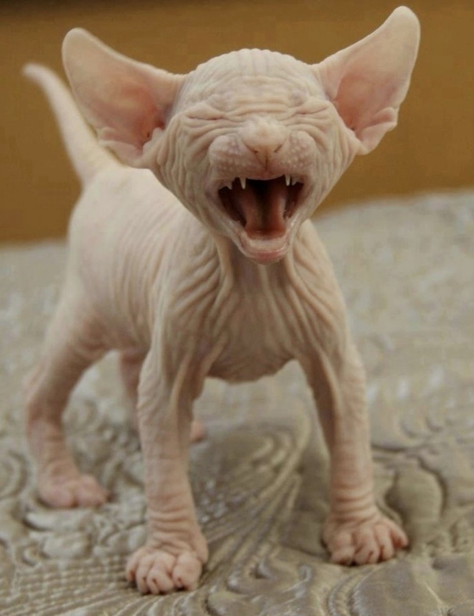 Порода Гремлин лысая