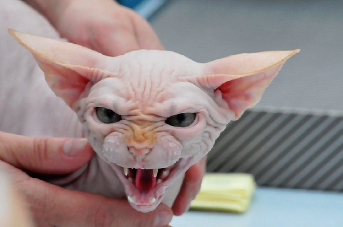 Страшный кот