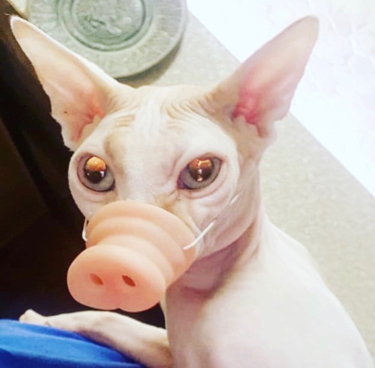 Канадский сфинкс купается