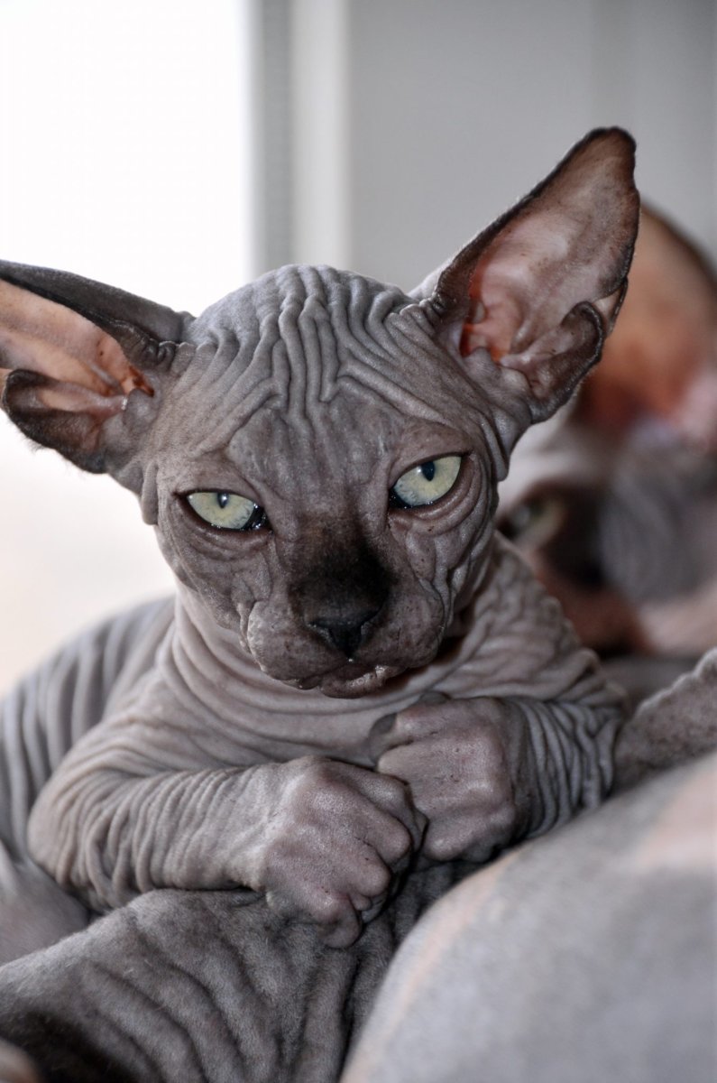 Смешные лысые коты