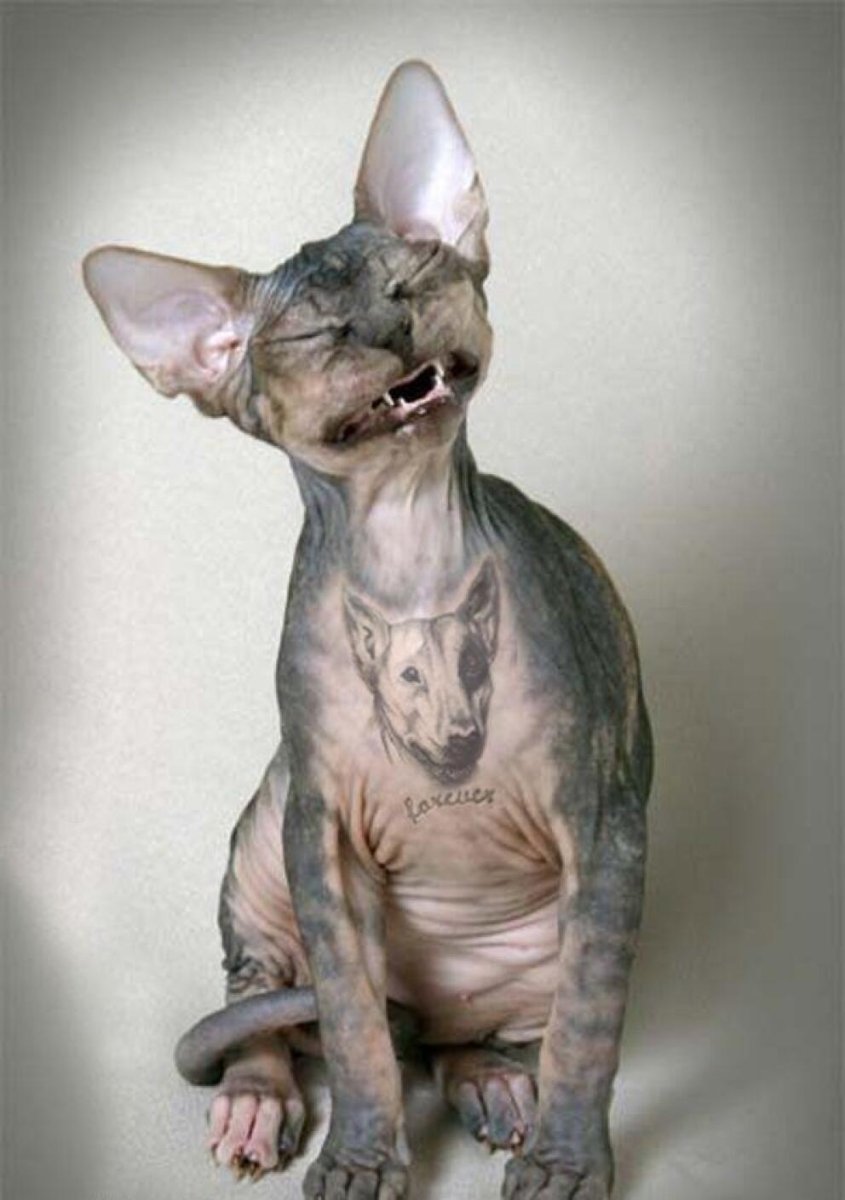 Кохона сфинкс