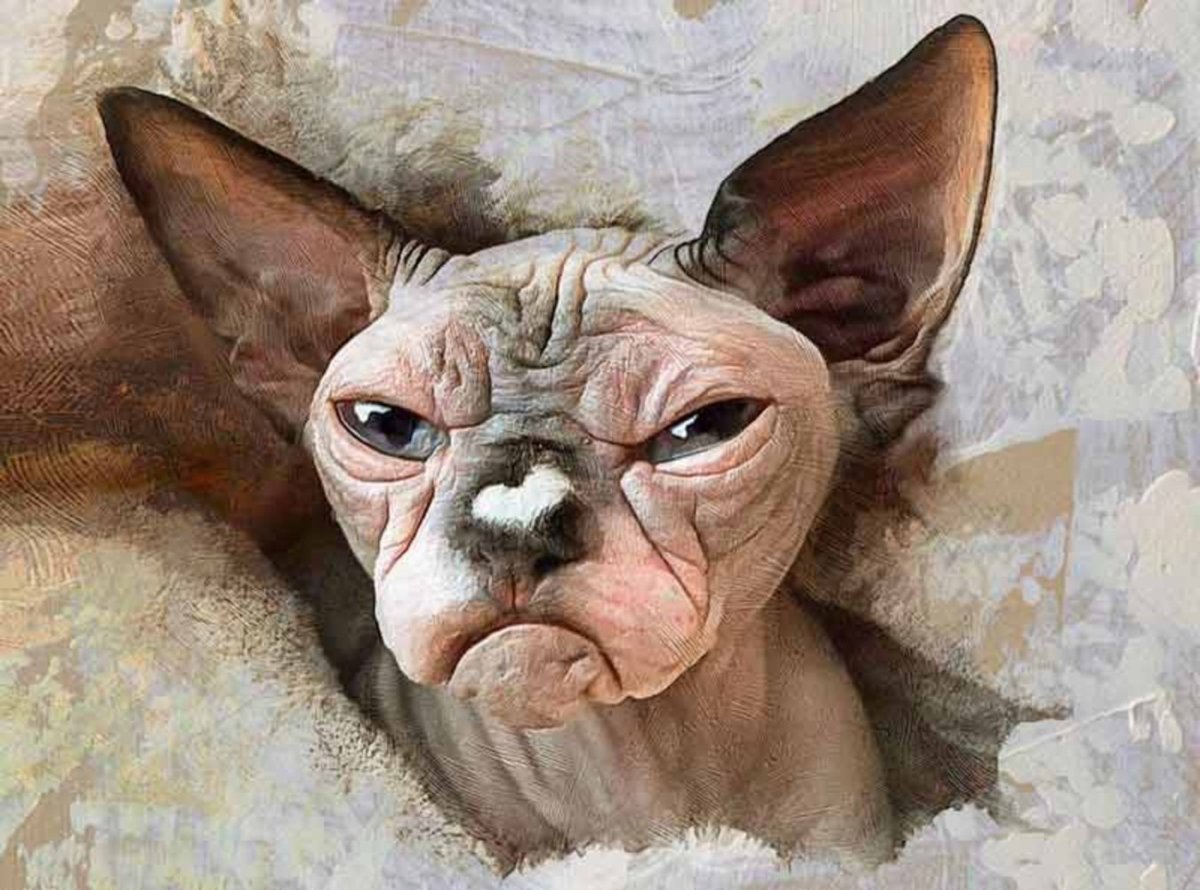 Сфинкс кот прикол