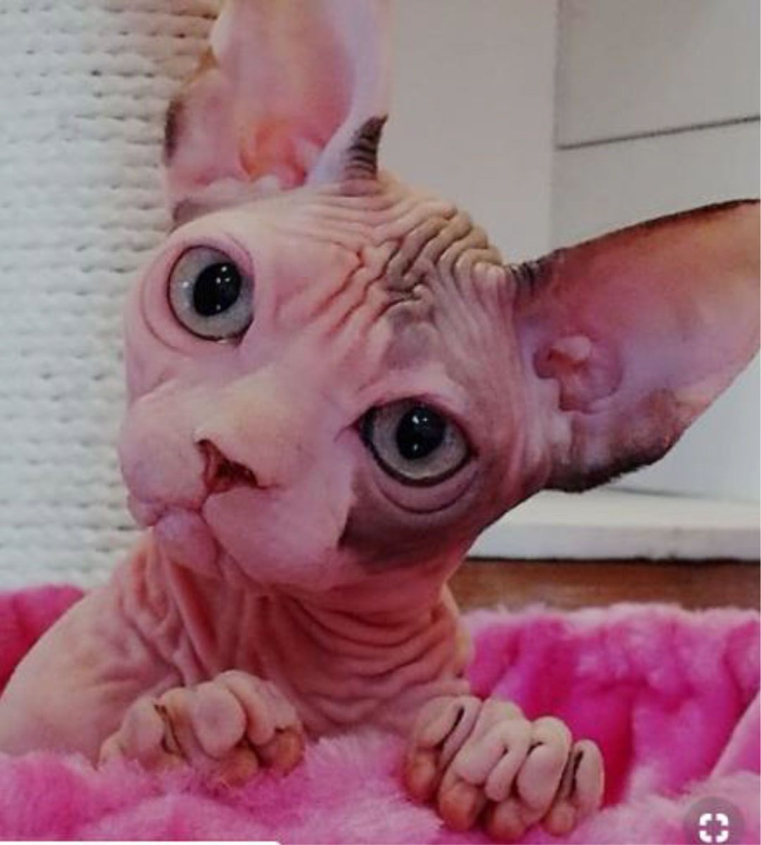 Кот сфинкс толстый смешной