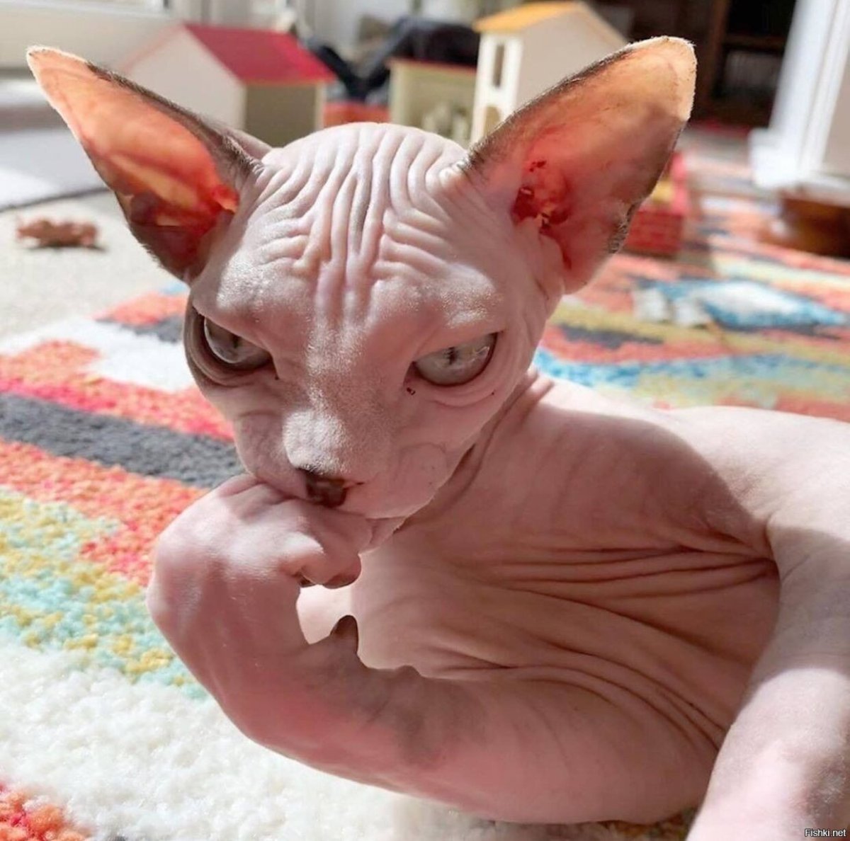 Пушистый канадский сфинкс