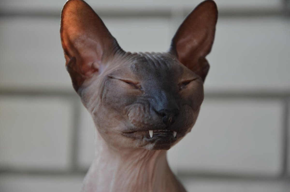 Сфинкс цветными карандашами