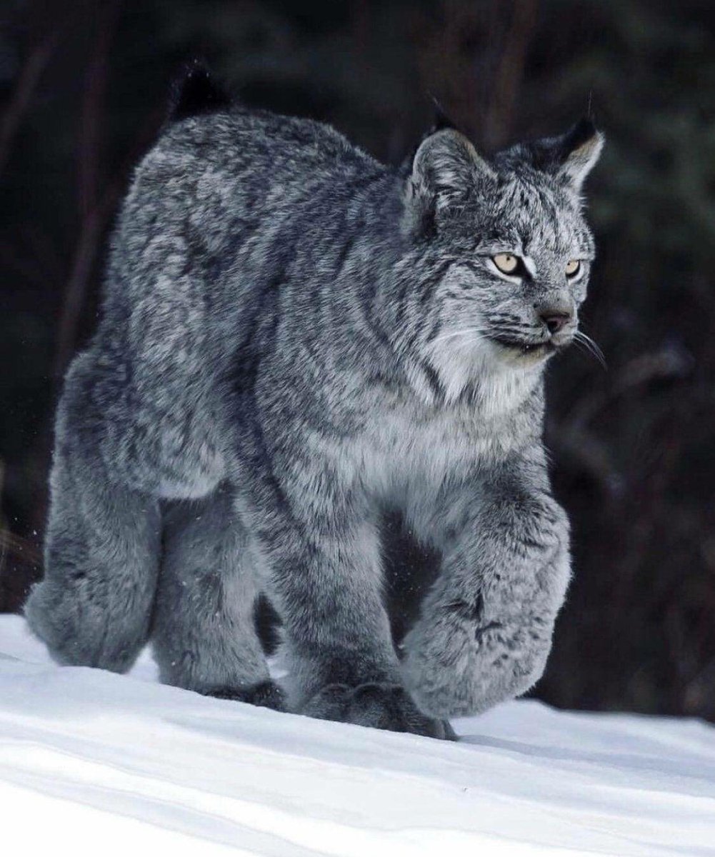 Кот Мейн кун