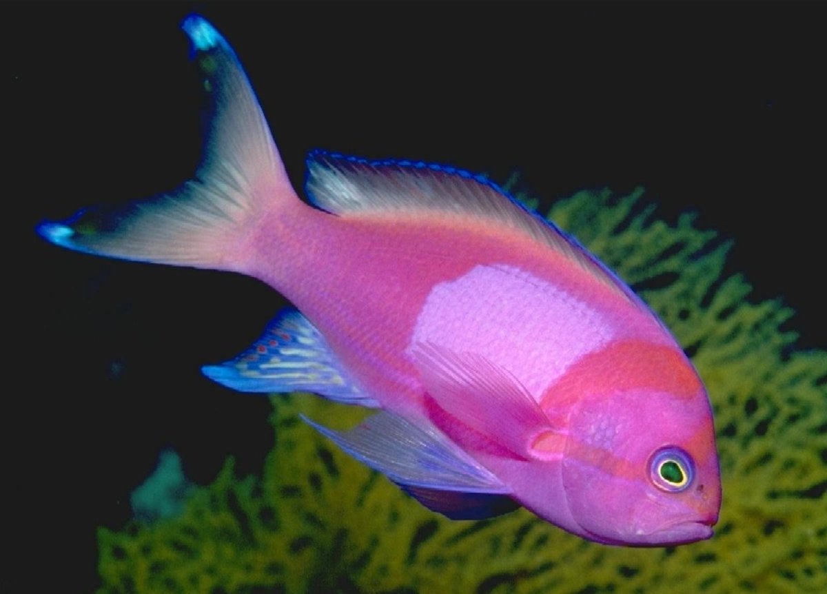 Антиас Королевский пурпурный