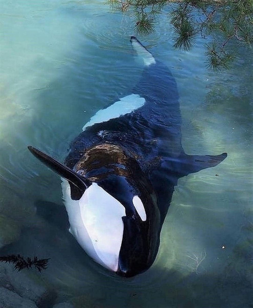 Orca Касатка