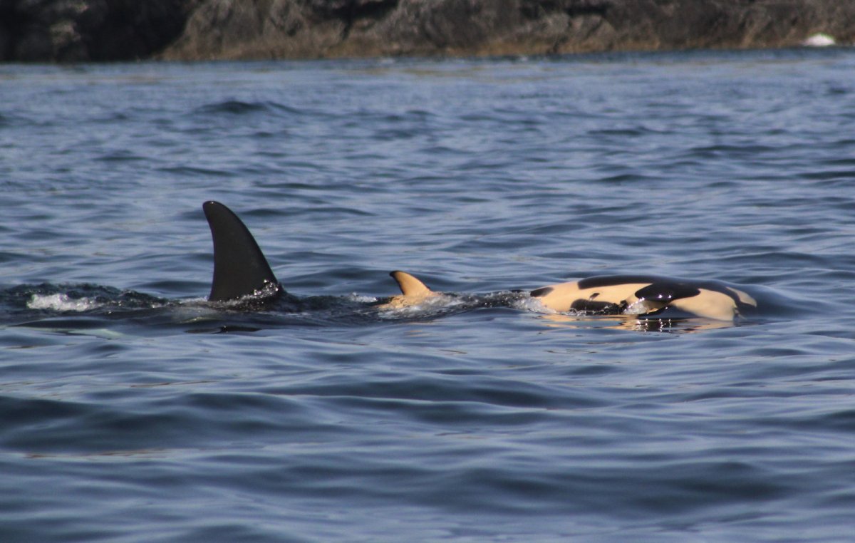 Касатка альбинос Айсберг