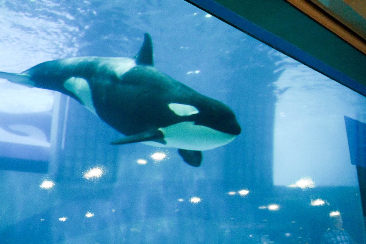 Касатка Томск