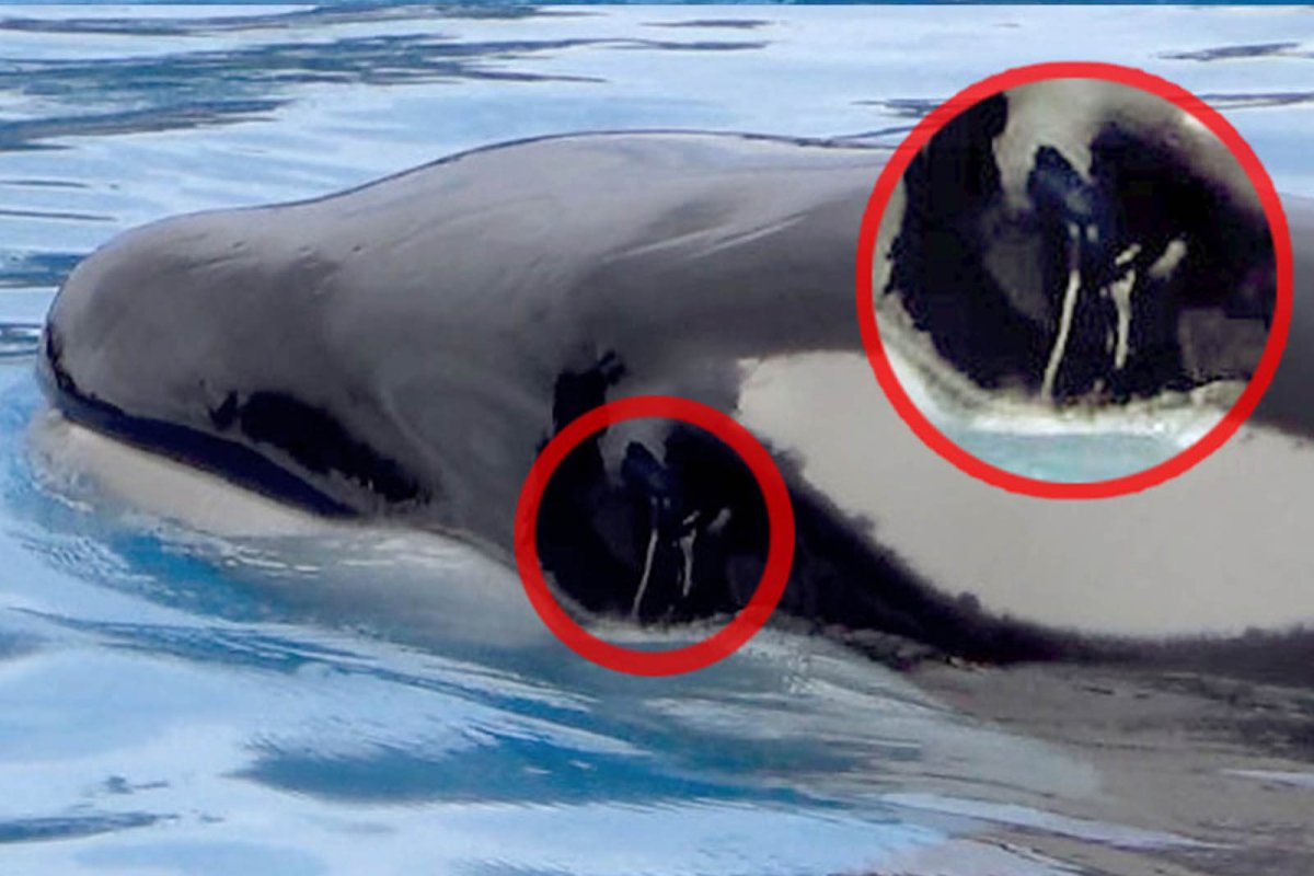 Плавник акулы и дельфина отличия