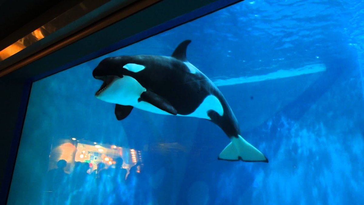 Касатка на охоте