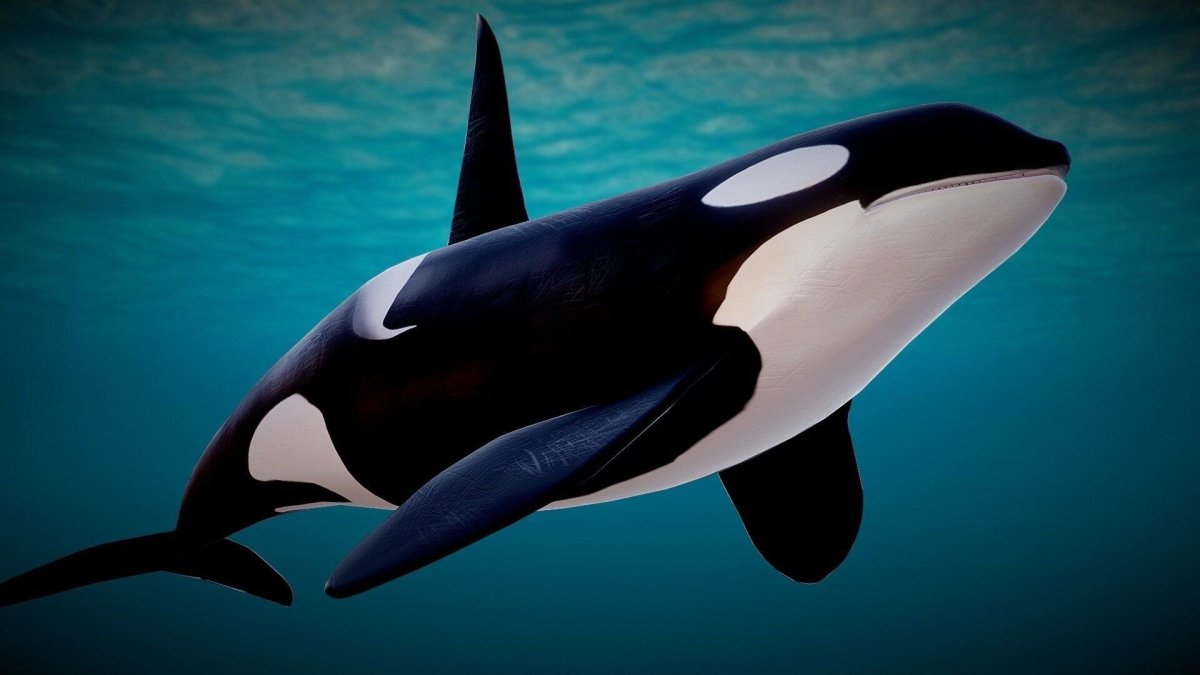 Косатка Orcinus Orca