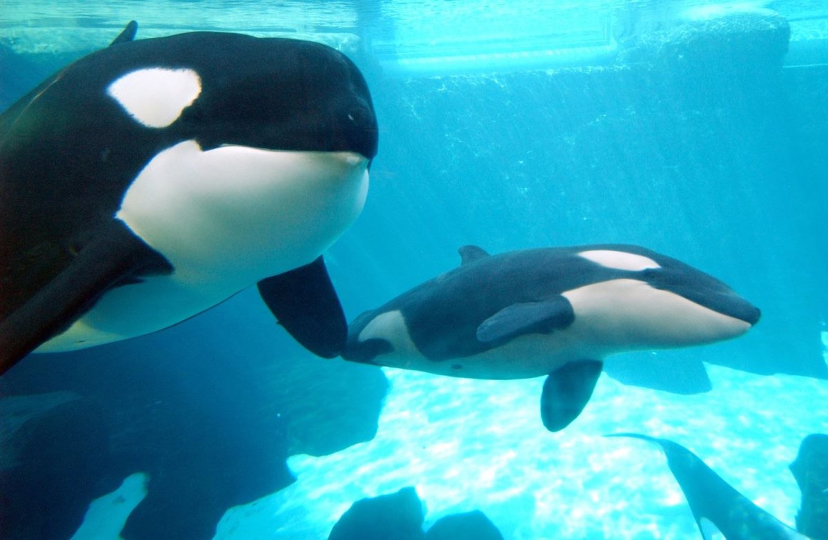 Касатка в Московском океанариуме