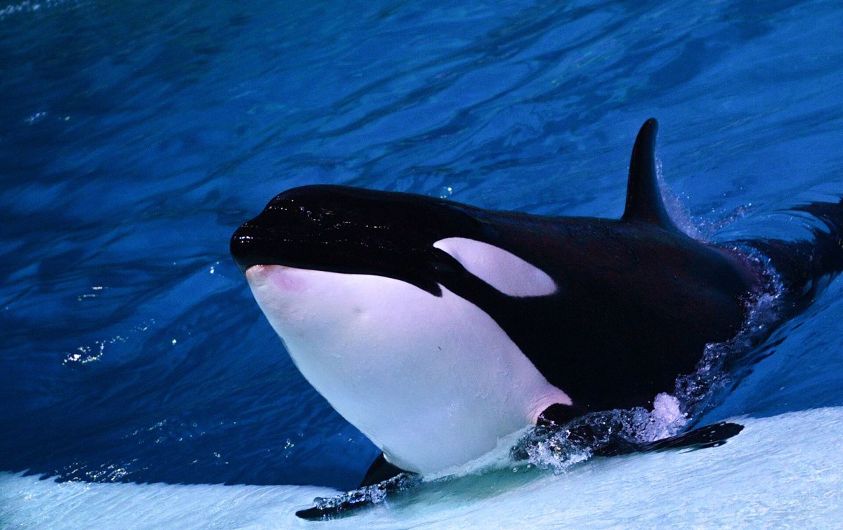 Опасные касатки