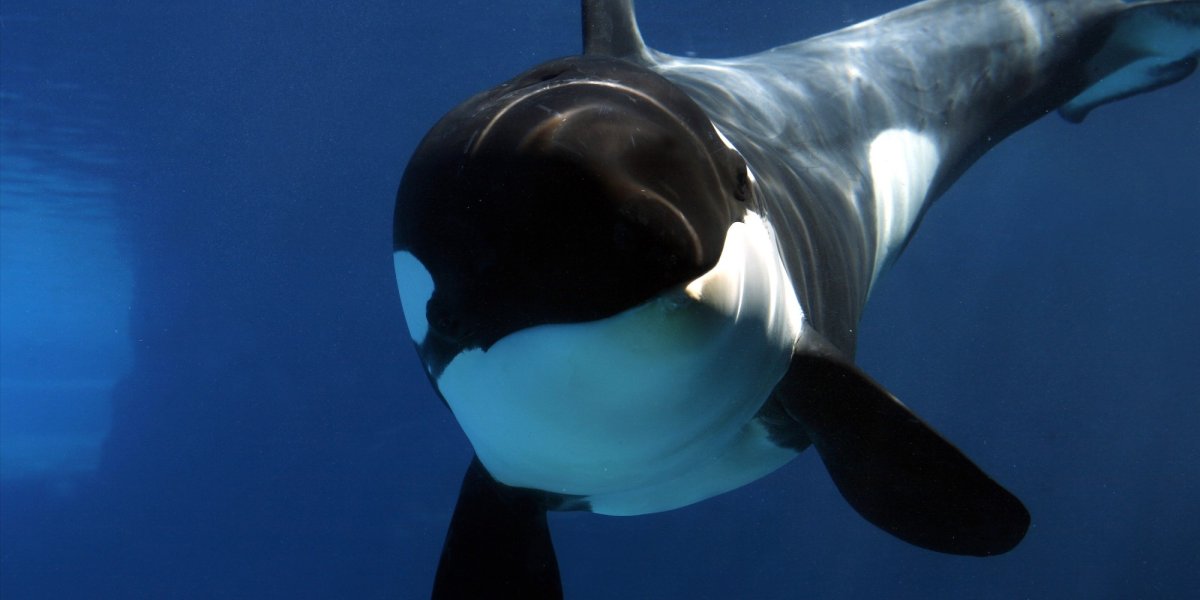 Tilikum Orca