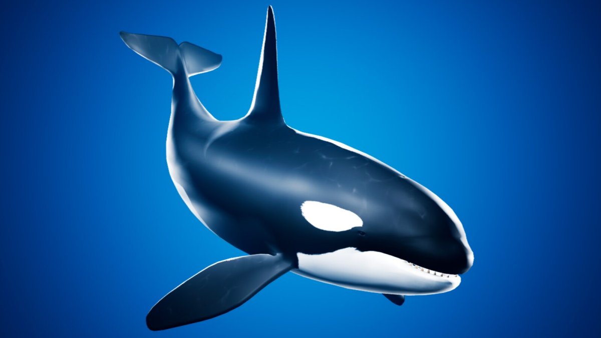 Касатка в России