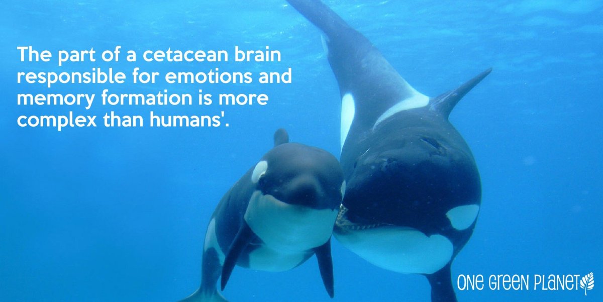 Касатка гуашью