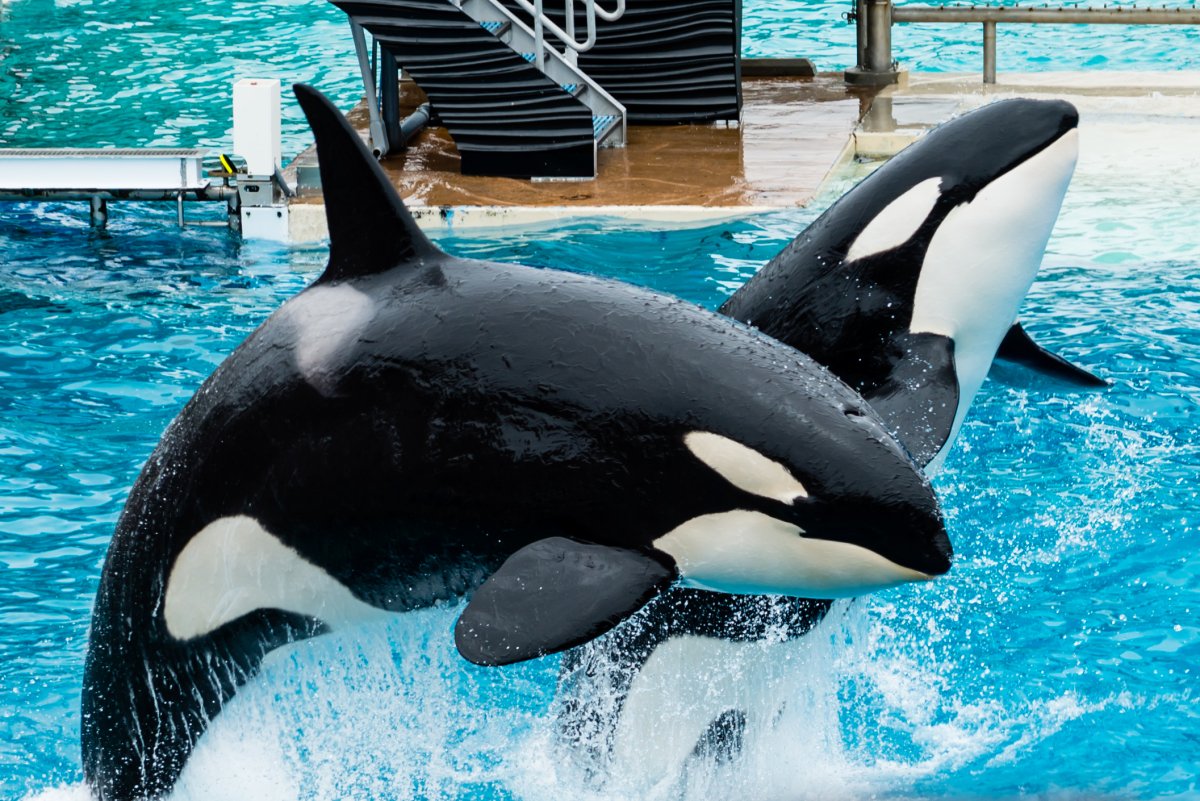 Касатка Размеры