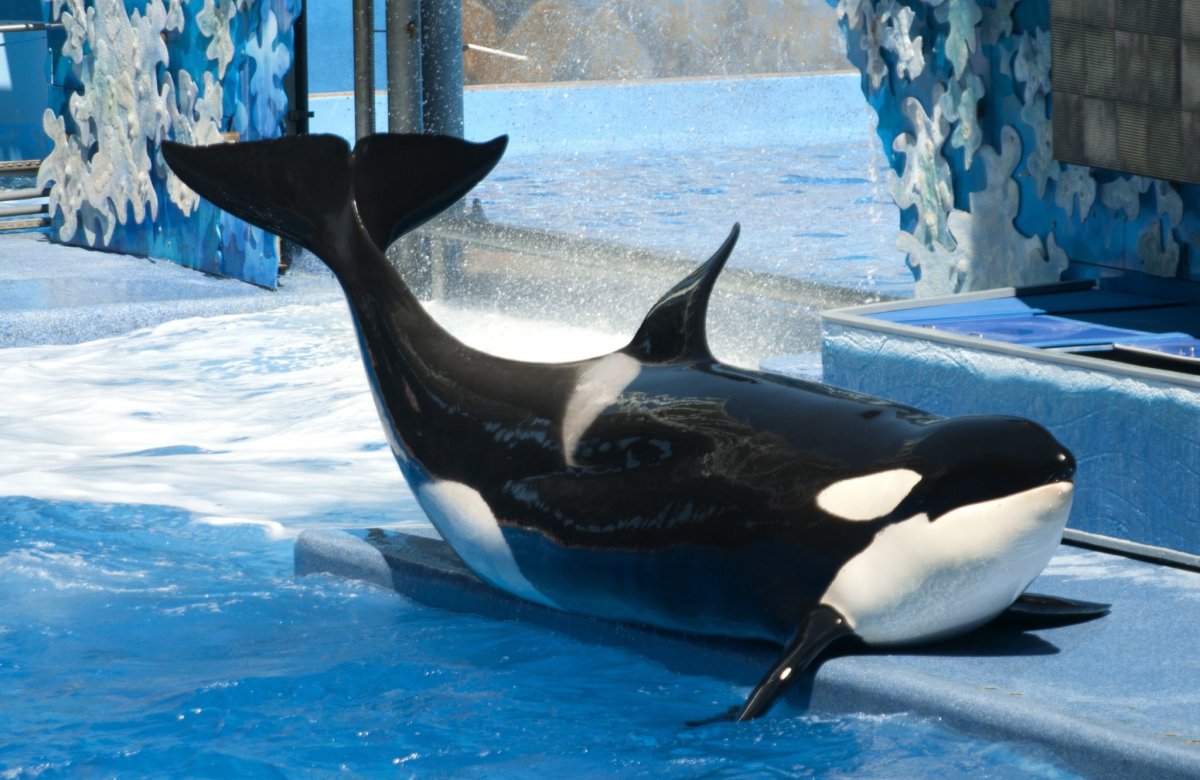 Касатка кормит детеныша молоком