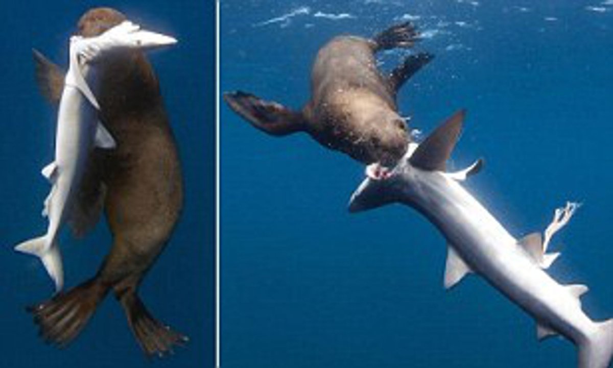 SEAWORLD касатки