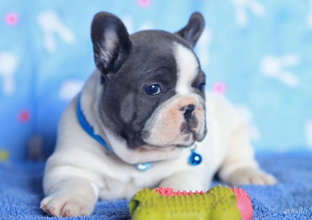 Французский бульдог