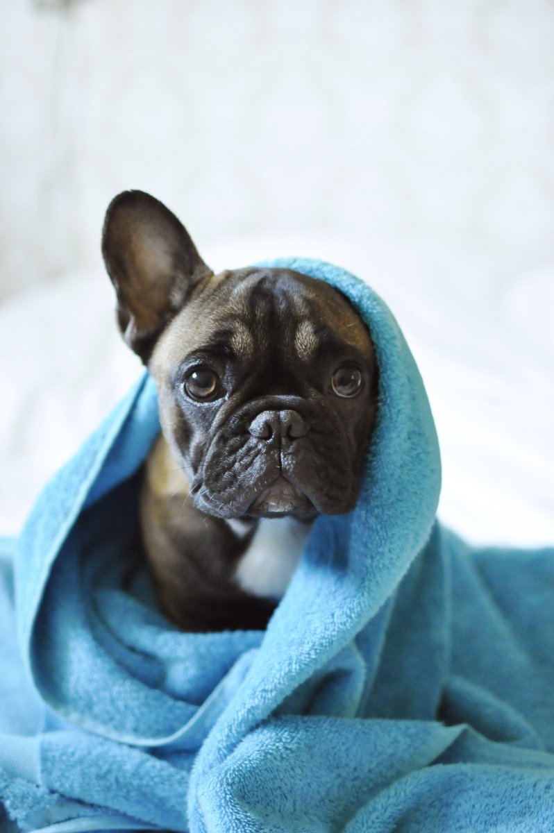 Французский бульдог подпалый