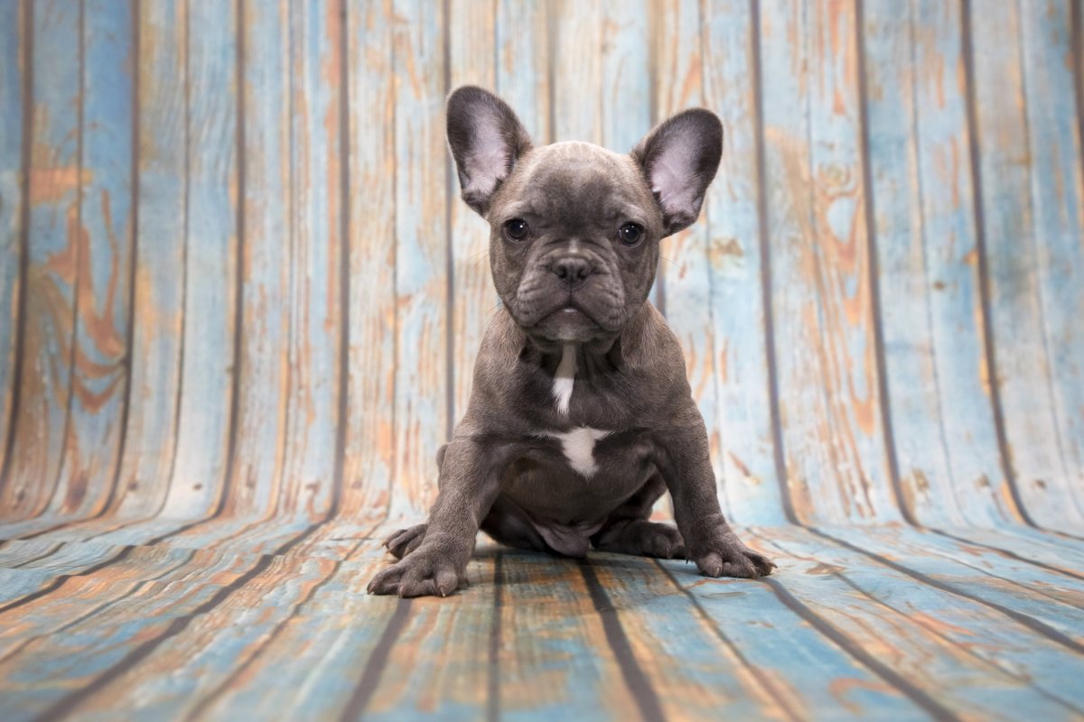 Голубой Тан французский бульдог