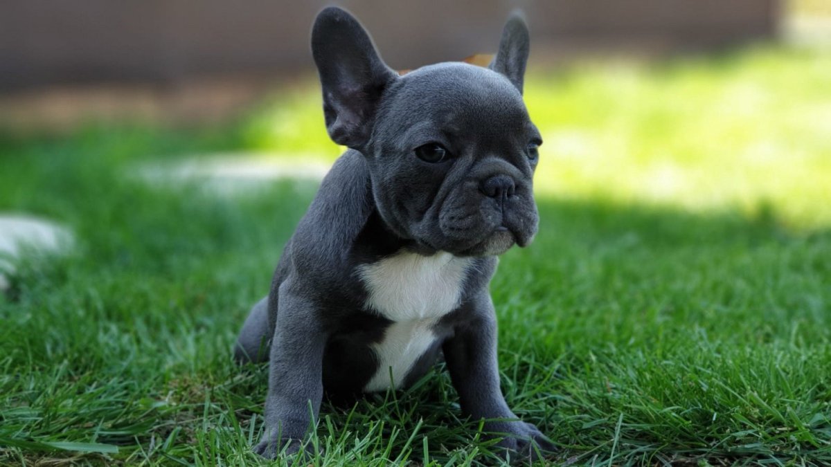 Французский бульдог