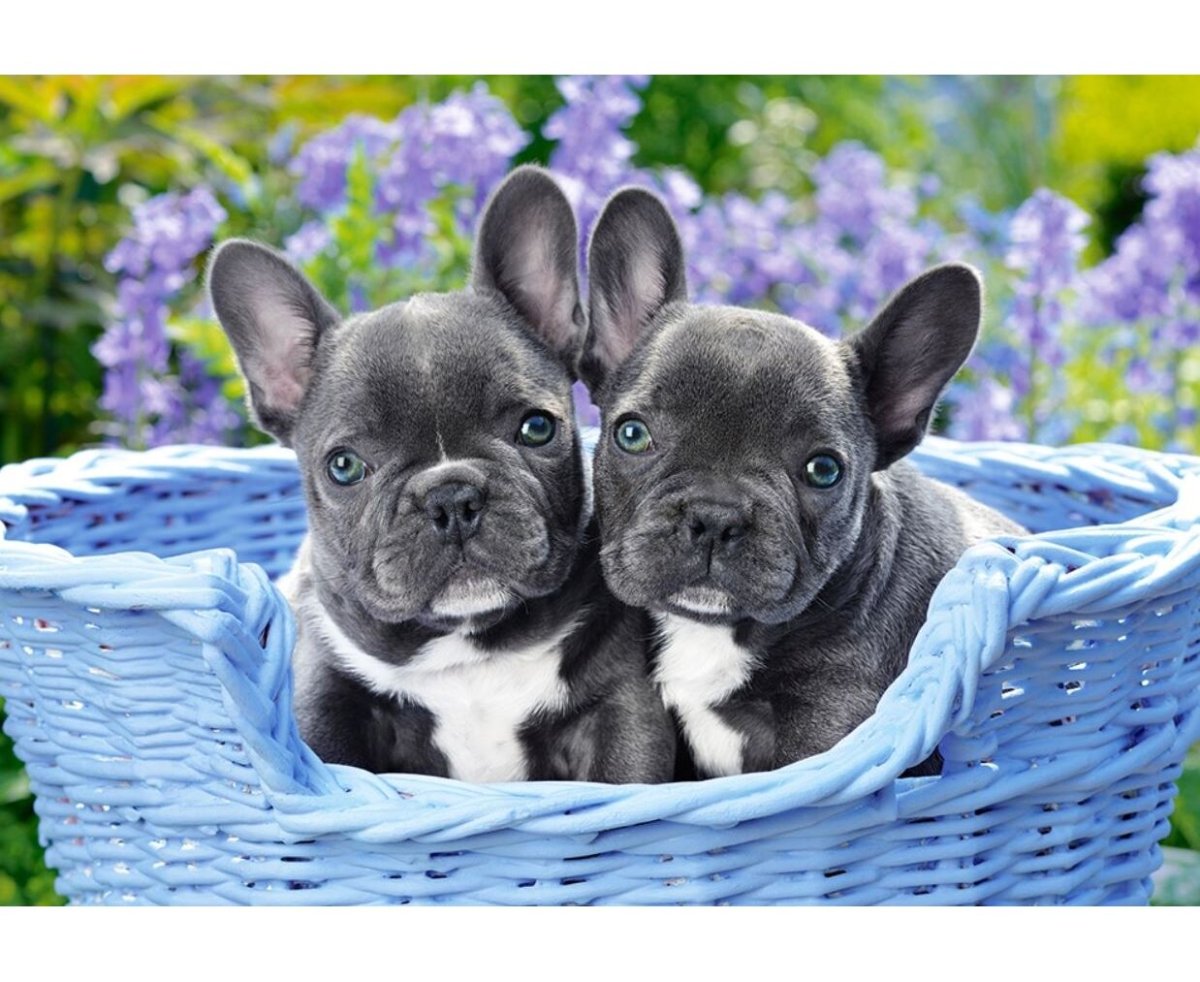 Мини бульдог французский карликовый