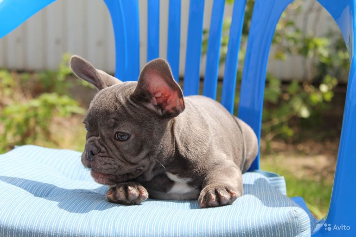 Французский бульдог фото на рабочий стол