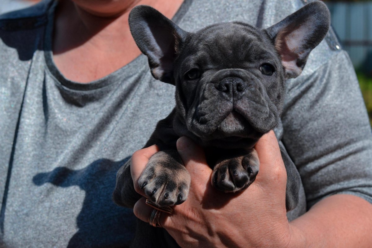 Одежда для французского бульдога