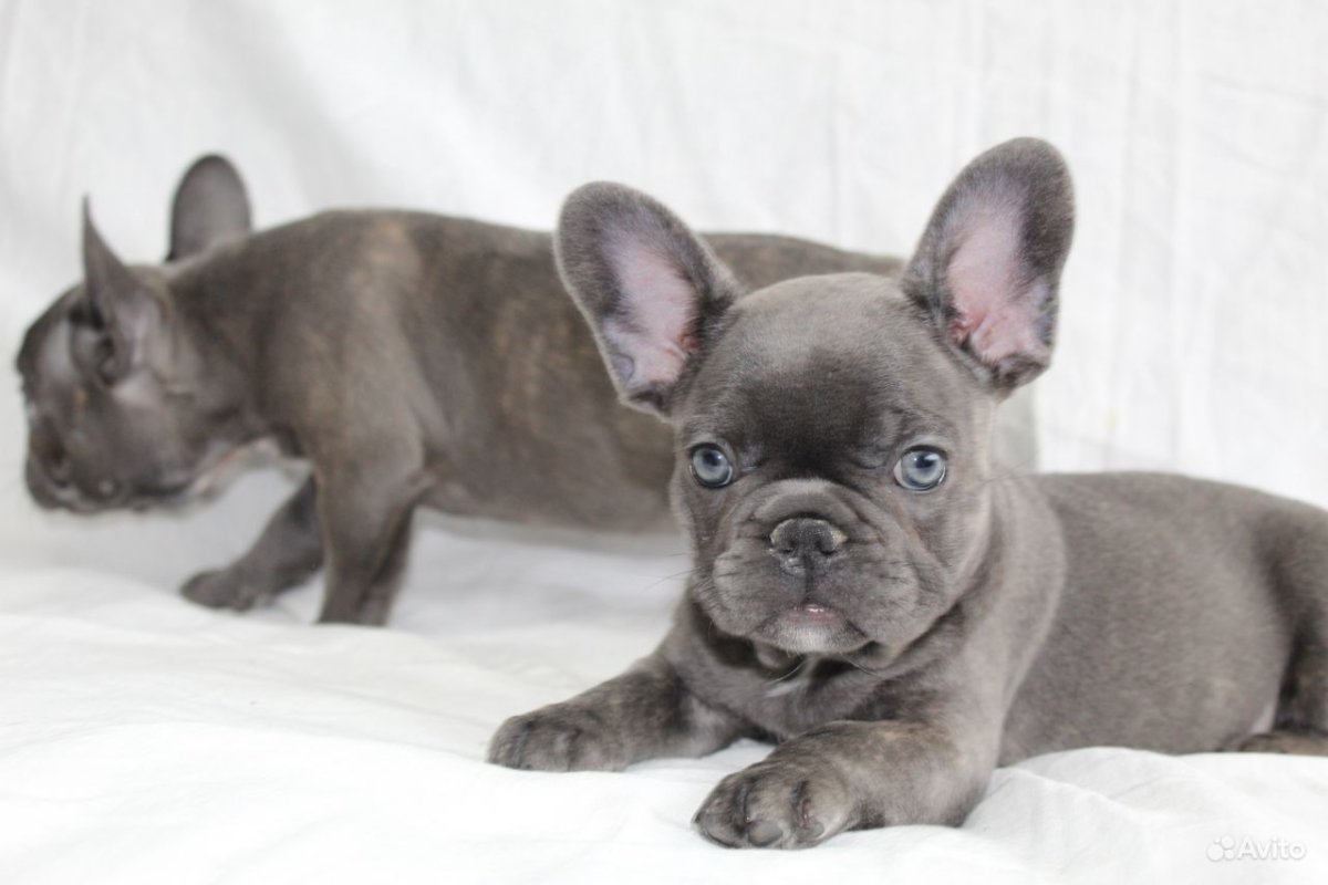 Собака французский бульдог
