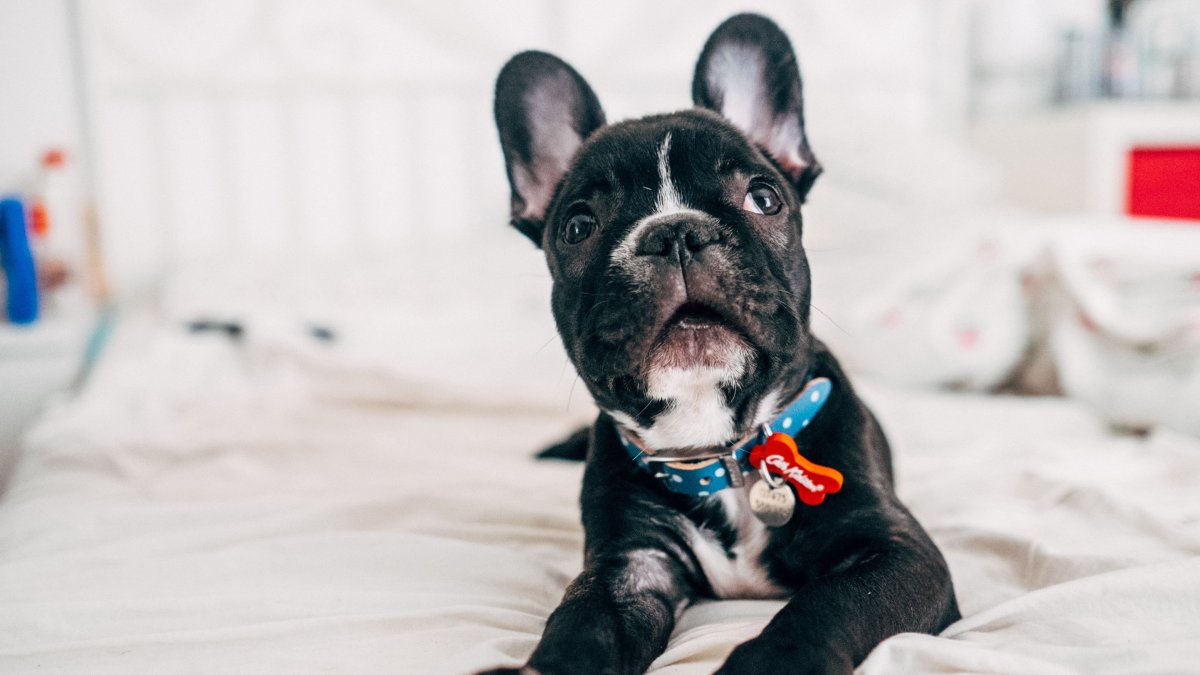 Голубой Солид французский бульдог